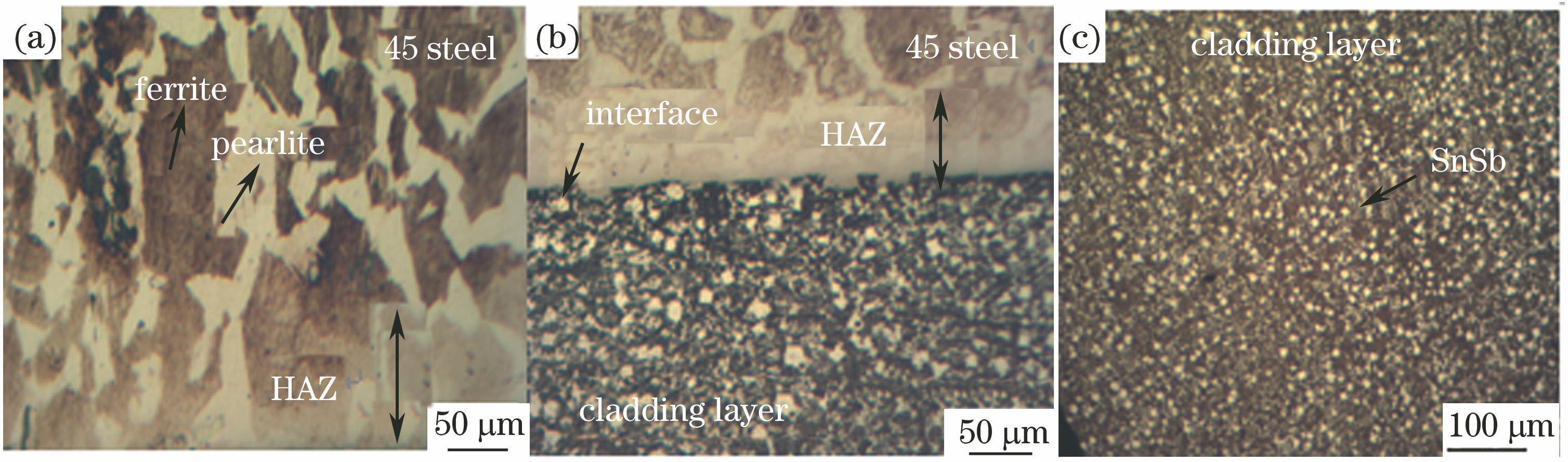 Microstructures and morphologies of laser cladding tin-based Babbitt alloy in different positions. (a) 45 steel; (b) heat affected zone; (c) cladding layer of nickel/tin-based Babbitt alloy