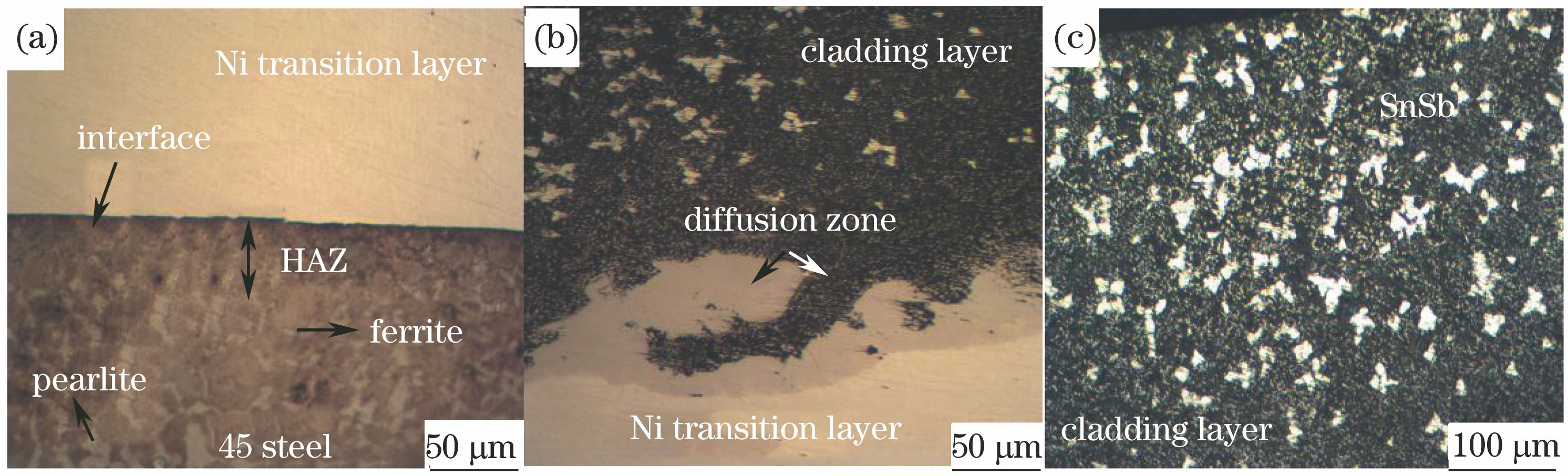 Microstructures and morphologies of laser cladding nickel/tin-based Babbitt alloy in different positions. (a) Bonding zone between substrate and transition layer; (b) diffusion zone between transition layer and cladding layer; (c) cladding layer of nickel/tin-based Babbitt alloy