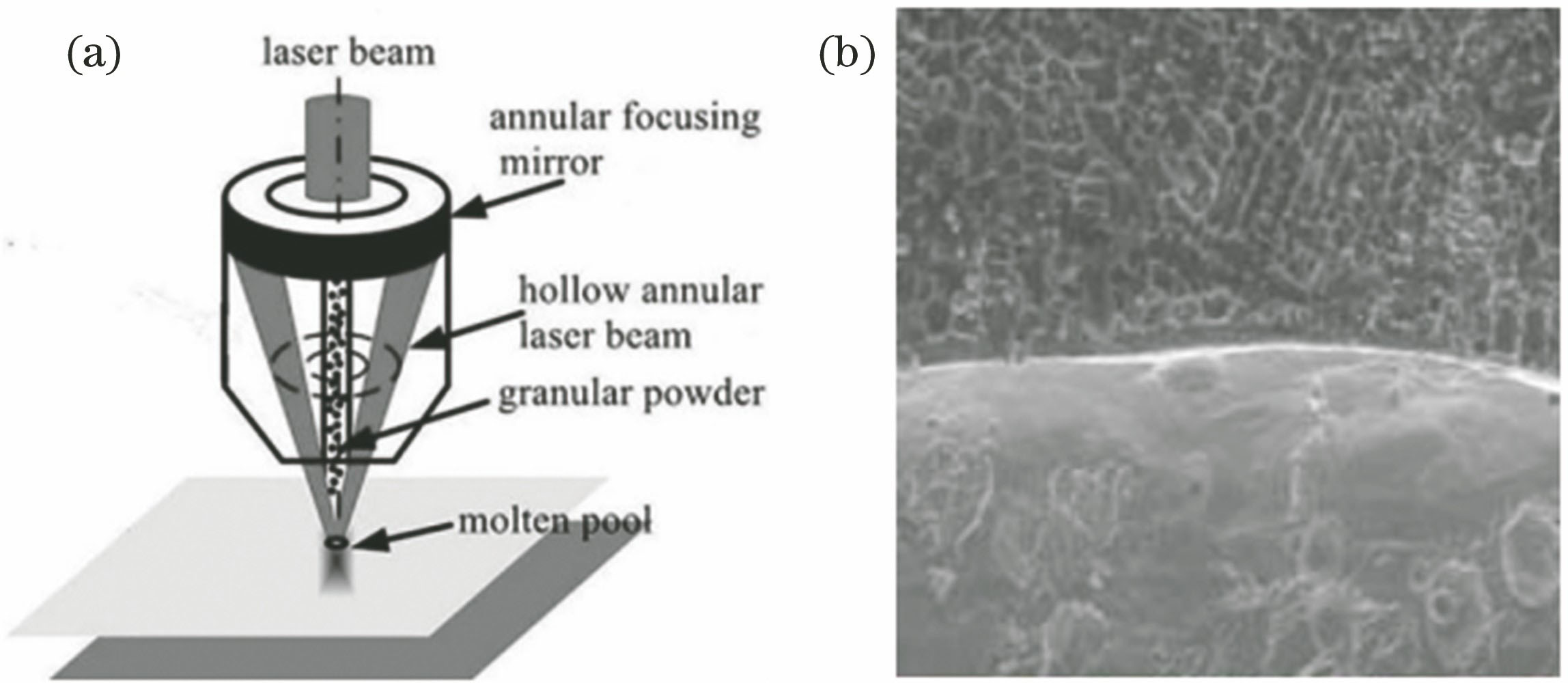 Coaxial inside-beam powder feeding[10-11]. (a) Schematic diagram; (b) interface of laser cladding layer and matrix