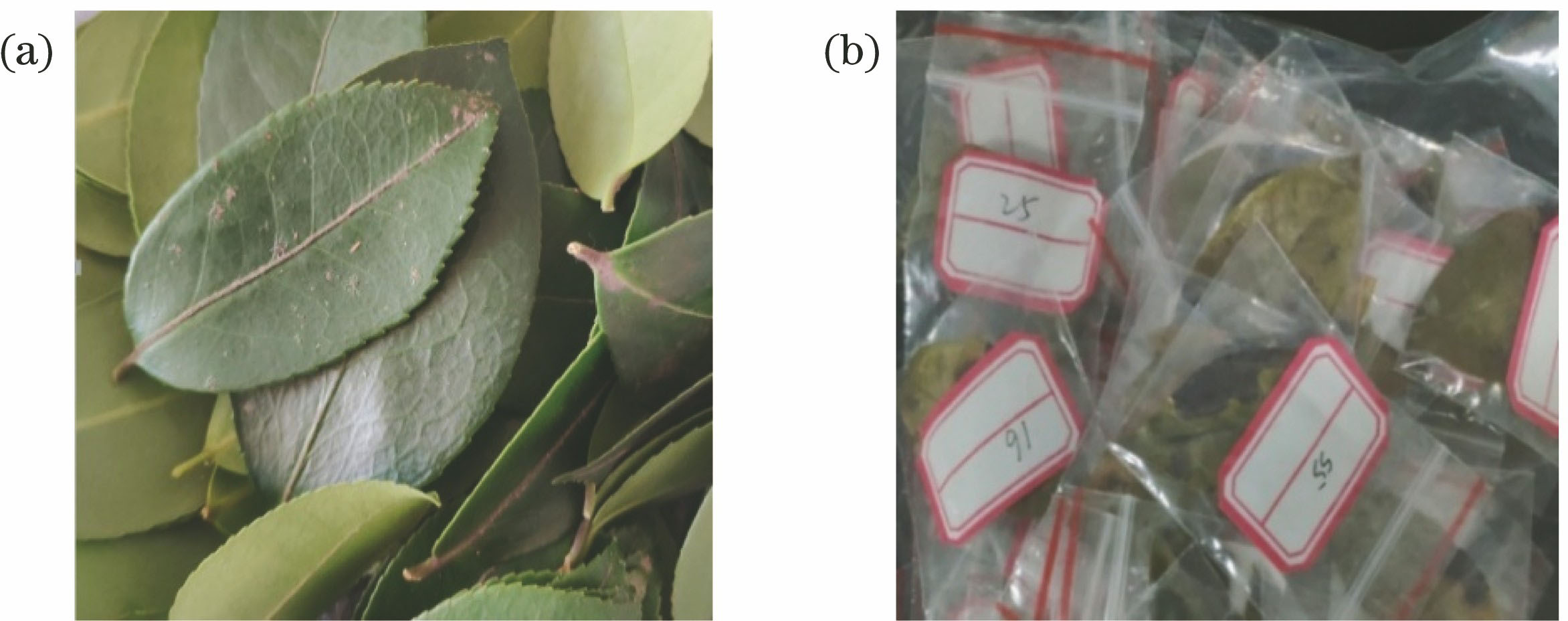 Sample of camellia oleifera leaves. (a) Healthy camellia oleifera leaves; (b) infected anthracnose camellia oleifera leaves