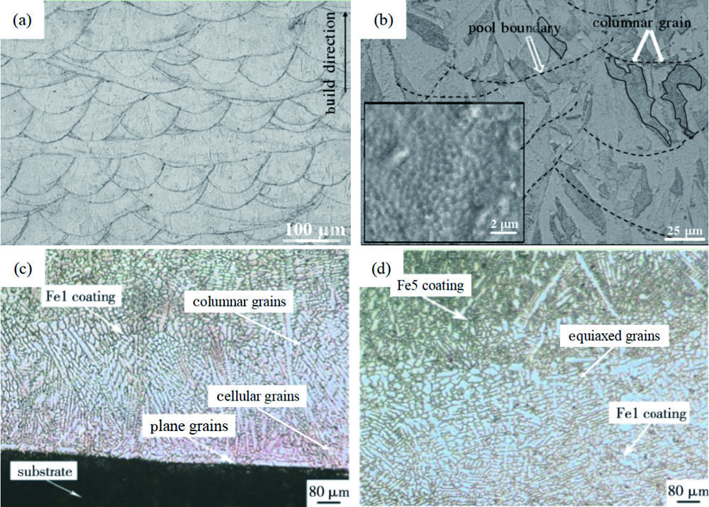 OM morphology of cladding layer[1,3]. (a) Molten pool with fish scale shape; (b) columnar grains in molten pool and cellular subgrain structure in the grains; (c) morphology of transition layer; (d) morphology of interface between the transition layer and strengthening layer