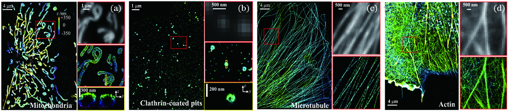 STORM images of four subcellular structures from Cos7 cell. (a) Mitochondria; (b) clathrin-coated pits; (c) microtubules; (d) microfilaments