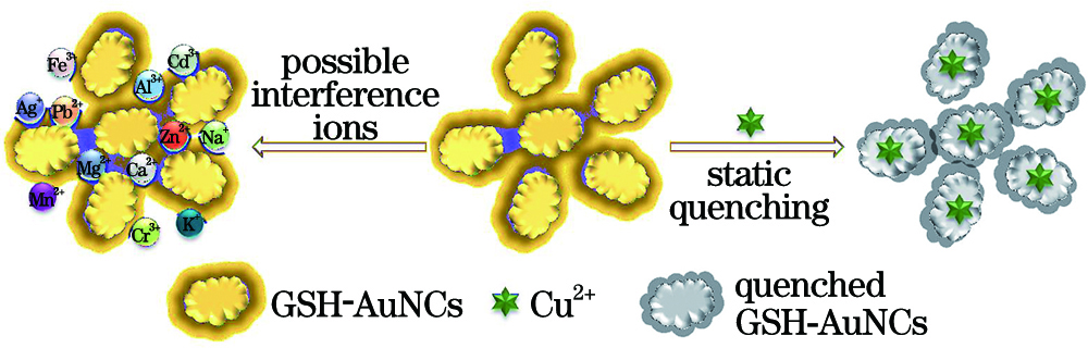 Principle of Cu2+ detection by GSH-AuNCs fluorescence sensor