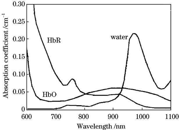 Absorption coefficient of HbO, HbR, and water in near-infrared band