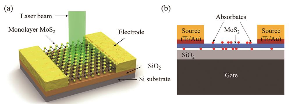 Schematic diagrams of the monolayer MoS2 photodetector with and without adsorbates. (a) Without adsorbates[31]; (b) with adsorbates[32]