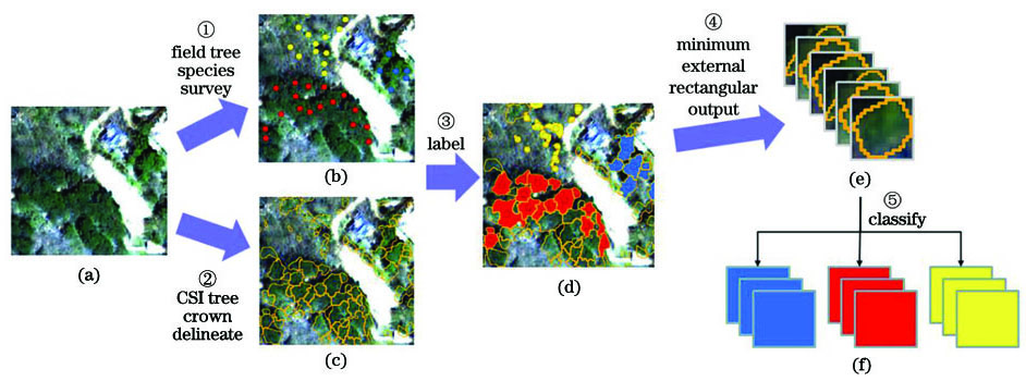 Construction steps of sample set of remote sensing imagery of individual tree species. (a) Remote sensing imagery of research area; (b) distribution diagram of tree species; (c) delineation diagram of tree crown; (d) labeling diagram of tree crown category; (e) remote sensing imagery of individual tree species; (f) sample set of remote sensing imagery of individual tree species