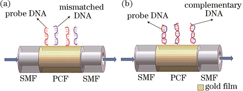 Schematic diagram of the PCF sensing. (a) Mismatched strand; (b) complementary strand