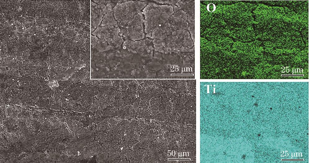 Micromorphologies of oxide layer on the surface of TC4 titanium alloy