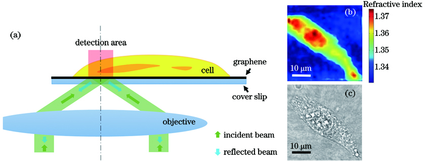 Analysis of principle and microscopic images. (a) Schematic of the principle of probe beam scanning to measure the refractive index of the cell; (b)microscopic image of cell refractive index obtained in experiment; (c) experimentally obtained bright-field micrograph of the cell