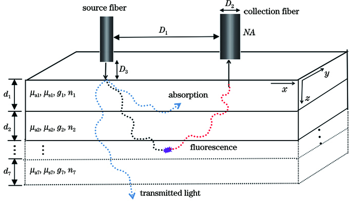 Optical model of fiber-optics probe and skin tissue