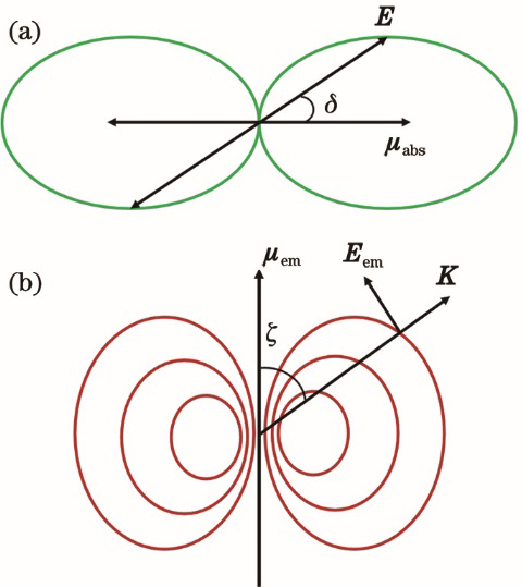 Absorption and radiative dipole moments of fluorescence dipole. (a) Dependence of fluorescence dipole absorption probability on angle between absorption dipole moment and electric field of exciting light; (b) emission intensity pattern of fluorescence dipole
