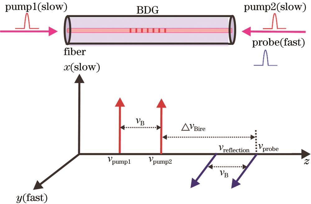Schematic diagram of Brillouin dynamic grating generation