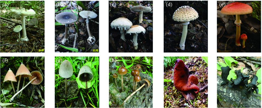 Sample data of wild mushroom images. (a) Amanita exitalis; (b) Amanita fuliginea; (c) Amanita neoovoidea; (d) Amanita parvipantherina; (e) Amanita rubrovolvata; (f) Entoloma quadratum; (g) Panaeolus sphinctrinus; (h) Psilocybe coprophila; (i) Gyromitra infula; (j) Lonomidotis frondosa