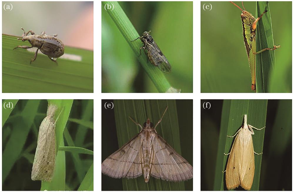 Samples of rice pests. (a) Rice weevil; (b) rice planthopper; (c) rice grasshopper; (d) striped rice borer; (e) rice leaf roller; (f) yellow rice borer