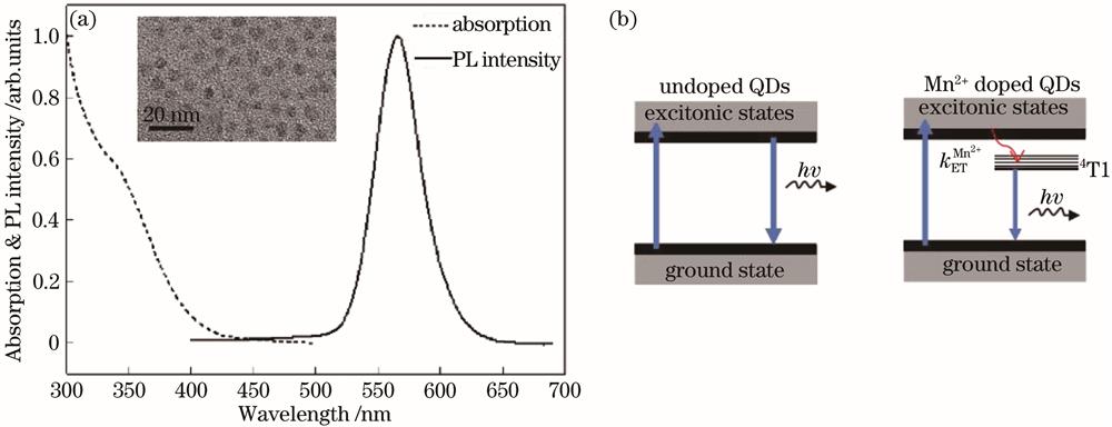 Optical properties and luminescence mechanism of doped quantum dots. (a) Absorption fluorescence spectra of Mn-doped quantum dots; (b) schematic diagram of energy level transition