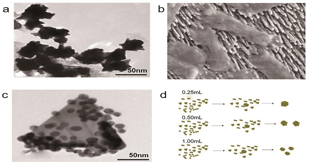 SERS substrates with different structures. (a) Transmission electron ｍicroscope (TEM) image of freshly prepared magnetic core-gold shell popcorn-shaped nanoparticle[19]; (b) scanned electromirror (SEM) image of escherichia coli on base of silver nanorod array[20]; (c) two-sided TAuNP-AuNSs upper structure and AuNS high density distribution (13 nm)[21]; (d) schematic diagram of Au nano-particles of different sizes prepared by adding 0.25, 0.50, 1.00 mL trisodium citrate, respectively[22]