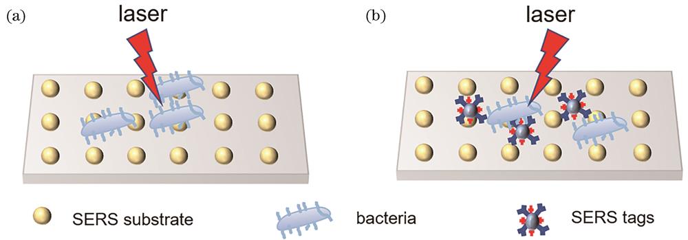 Detection methods of pathogenic bacteria. (a) Non-labeling method; (b) labeling method