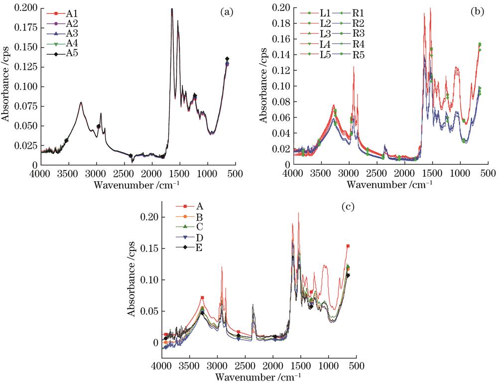 Infrared spectra of fingernail samples. (a) Infrared spectra of different sampling sites for the same fingernail sample; (b) infrared spectra of ten fingernails from the same person; (c) infrared spectra of fingernail samples from different people