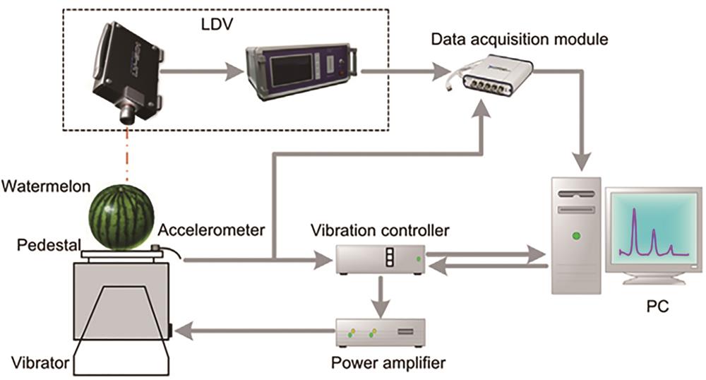 System setup for measuring vibration spectrum from watermelon[23]