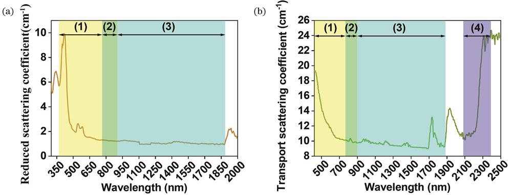 Light scattering characteristics of typical biological tissues in the visible and near-infrared regions. (a) Scattering spectrum of blood[14]; (b) scattering spectrum of subcutaneous adipose tissue[15]