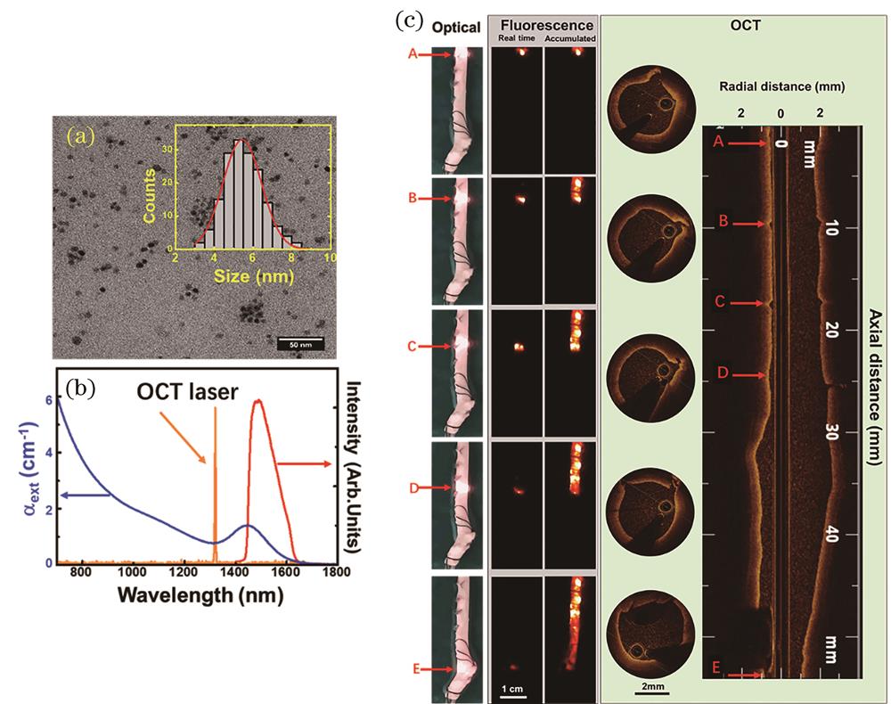 PbS quantum dots (QDs) as a contrast agent for intravascular OCT and second-near infrared (NIRF) dual-modal imaging[23]. (a) Transmission electron microscope (TEM) image and size distribution of PbS QDs; (b) absorption and emission spectra of PbS QDs; (c) PbS QDs for OCT and NIRF dual-modal imaging of rabbit artery (Reproduced with permission, Copyright 2017, Wiley-VCH)