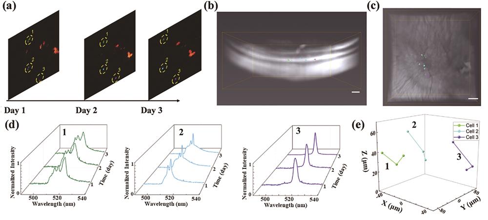 In vivo cell migration tracking by CdS nanowire laser[27]. (a) In vivo fluorescence images of macrophage migration projections through multiple observations; (b) top; (c) side, 3D OCT retinal layer reconstruction and the spatial locations of macrophages; (d) laser spectra of macrophages (correspond to position 1, 2, 3 in Fig. (a)) migration tracking over time; (e) 3D macrophages migration over 3 days. Scale bar: 100 μm (Reproduced with permission, Copyright 2020, The Optical Society of America)