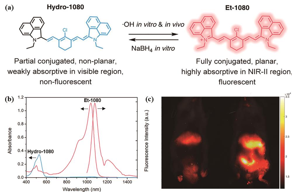 —OH-activated small molecule[32]. (a) Structure and mutual transformation of Hydro-1080 and Et-1080; (b) absorption and fluorescence spectra of Hydro-1080 and Et-1080; (c) in vivo NIR-Ⅱ FLI of mice
