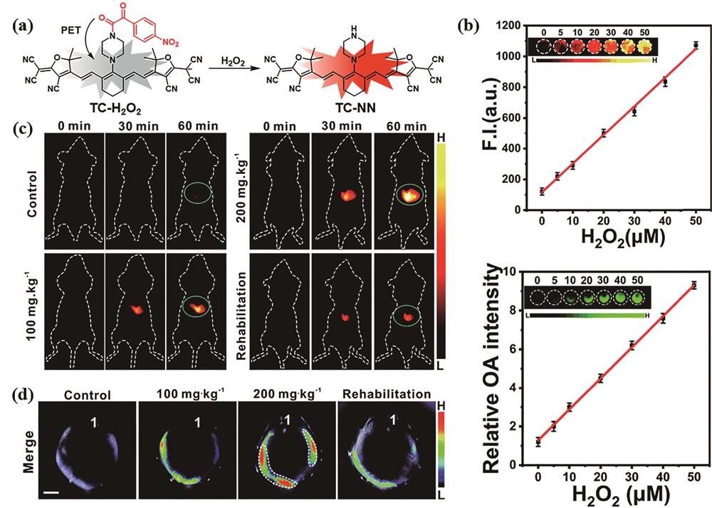 H2O2-activated small molecule[34]. (a) Structure and fluorescence activation of TC-H2O2; (b) linear fit of fluorescence and photoacoustic signals to H2O2 concentration; (c) in vivo NIR-Ⅱ FLI of mouse; (d) MOST of mouse liver