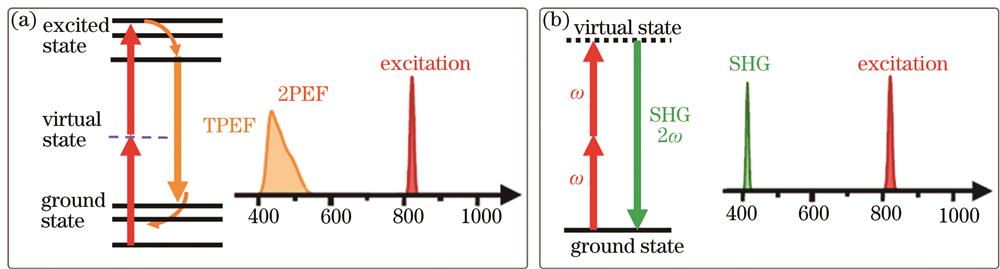Energy level diagrams of nonlinear optical effect. (a) Two-photon excitation; (b) second harmonic generation