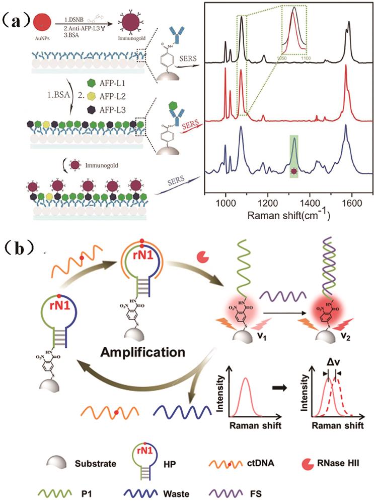 Applications based on the shifting of Raman characteristic peaks. (a) Highly sensitive detection of liver cancer marker AFP[13]; (b) detection of ctDNA[34]