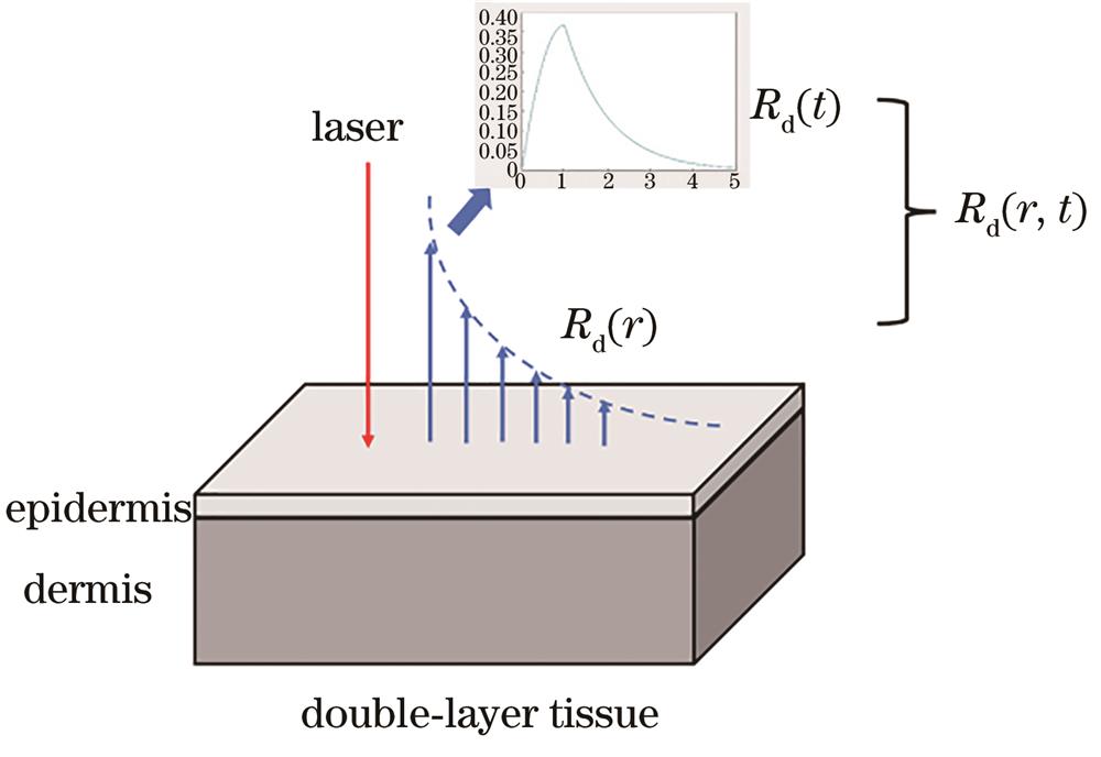 Space-time diffuse reflectance signal measurement scheme for double-layer skin tissue