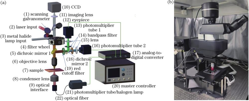 Multi-mode nonlinear optical imaging system. (a) Schematic diagram of the structure design of the multi-mode nonlinear optical imaging system; (b) picture of Olympus FVMPE-RS microscope