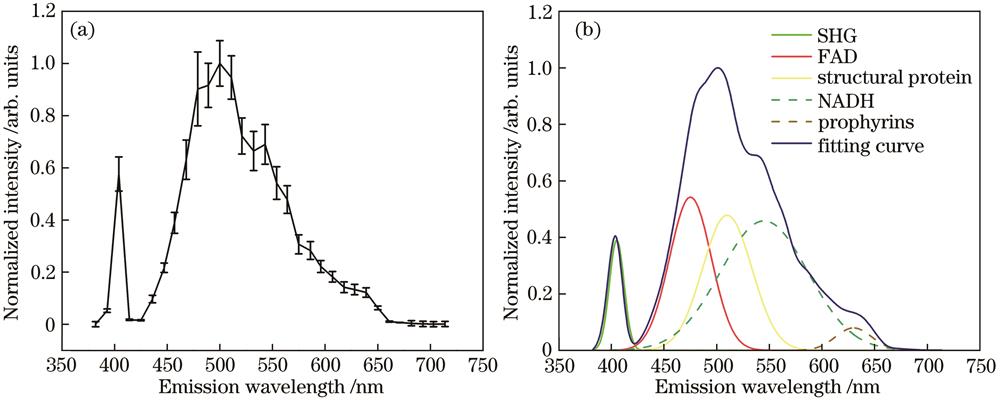 Multi-photon spectral analysis of angiomatous meningiomas. (a) Normalized multi-photon emission spectrum; (b) multi-peak fitting