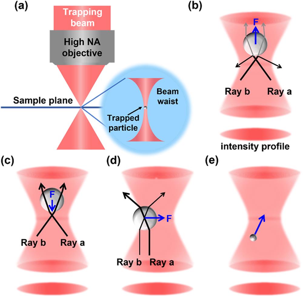 Illustration of the basic principles of optical force in optical tweezers using ray optics. (a) A trapping beam is focused with the help of a high-NA objective into the sample plane, and a particle can then be trapped in the focal point of the beam due to the large intensity gradients created. The trapping laser is reflected and refracted through the particle and imparts the momentum to the particle. (b) The scattering force produced by laser reflection pushes the particle along the laser propagation direction. (c) The gradient force caused by the light intensity gradient will pull the particle toward the maximum intensity of the laser. (d) Similar arguments along the transverse direction. (e) For Rayleigh particles, the electric field of the light produces an induced dipole in the particles, which are subject to the optical gradient force pointing toward regions of high field gradients. The validity of the ray optics requires that the particle size is much larger than the wavelength, which is to roughly say at least one order of magnitude larger.