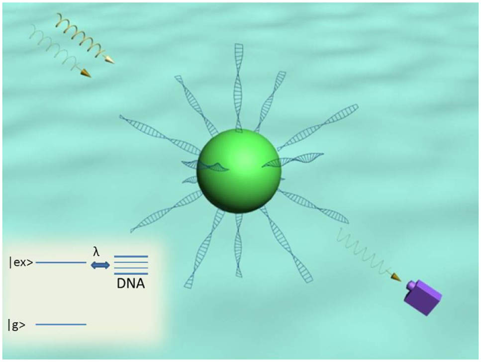 DNA and peptide quantum dot coupling system: a peptide quantum dot coupled to DNA molecules in the simultaneous presence of two optical fields. The energy level structure of the quantum dot dressed by the vibrational modes of DNA molecules is also shown.