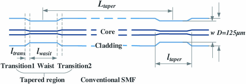 Typical sketch of a tapered fiber, where w and D are diameters of the waist and conventional SMF, respectively; the repetition length Ltaper is the distance between two adjacent tapers; lwaist, ltrans, and ltaper are the lengths of the waist region, transition region, and tapered region.