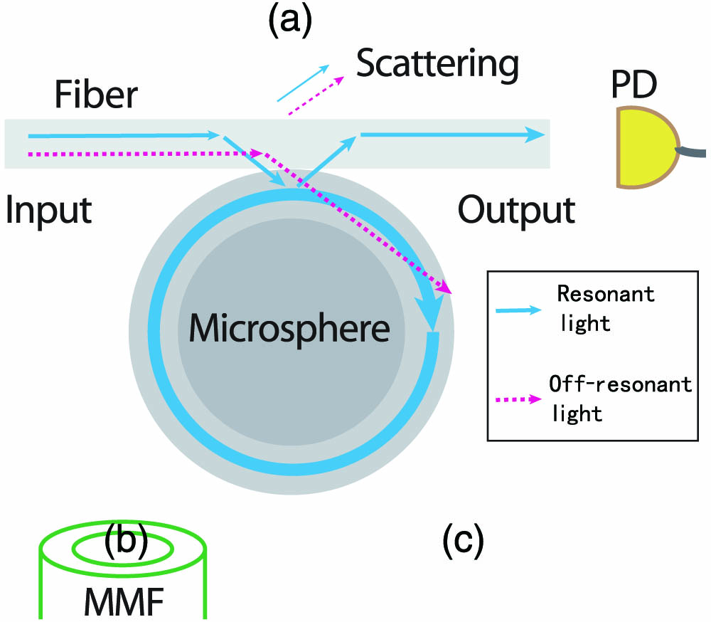 Schematic of the experimental setup. A tapered fiber is side-coupled to a microsphere for transmission spectra measurements. Aside from direct monitoring of the transmitted light by a PD, an MMF is mounted at different positions (a), (b), (c) to collect the scattered light from the tapered fiber-microsphere coupled system. The blue solid line and the red dashed line represent the resonant light and off-resonant light, respectively.