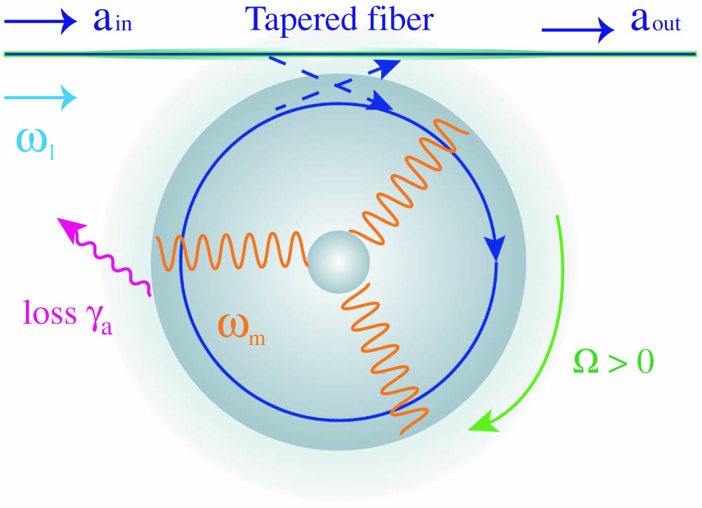 Optomechanics in a rotating microresonator coupled to a stationary tapered fiber. The resonator contains a mechanical mode at frequency ωm, driven by a pump field at frequency ωl, and the frequency of rotation is positive (Ω>0) for the CW direction.