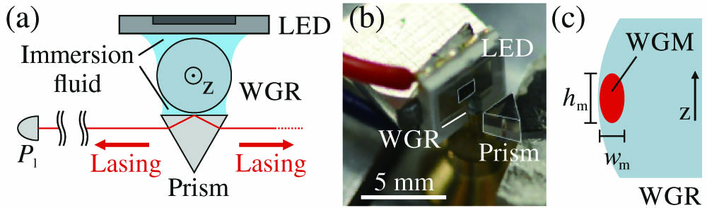 (a) LED directly illuminates a laser-active WGR made out of z-cut Nd:YVO4. Silicone oil serves as an immersion fluid to guide the light from the LED to the WGR. Evanescent coupling via a coupling prism extracts two counter-propagating laser beams stemming from the bidirectional lasing in WGMs. A detector (Pl) measures the laser output power. (b) Photograph of the experimental setup. The active area of the LED and the prism are highlighted. For the sake of recognizability, the prism is moved away from the resonator. (c) Illustration of the polar and the radial extents hm and wm of the WGMs, respectively.