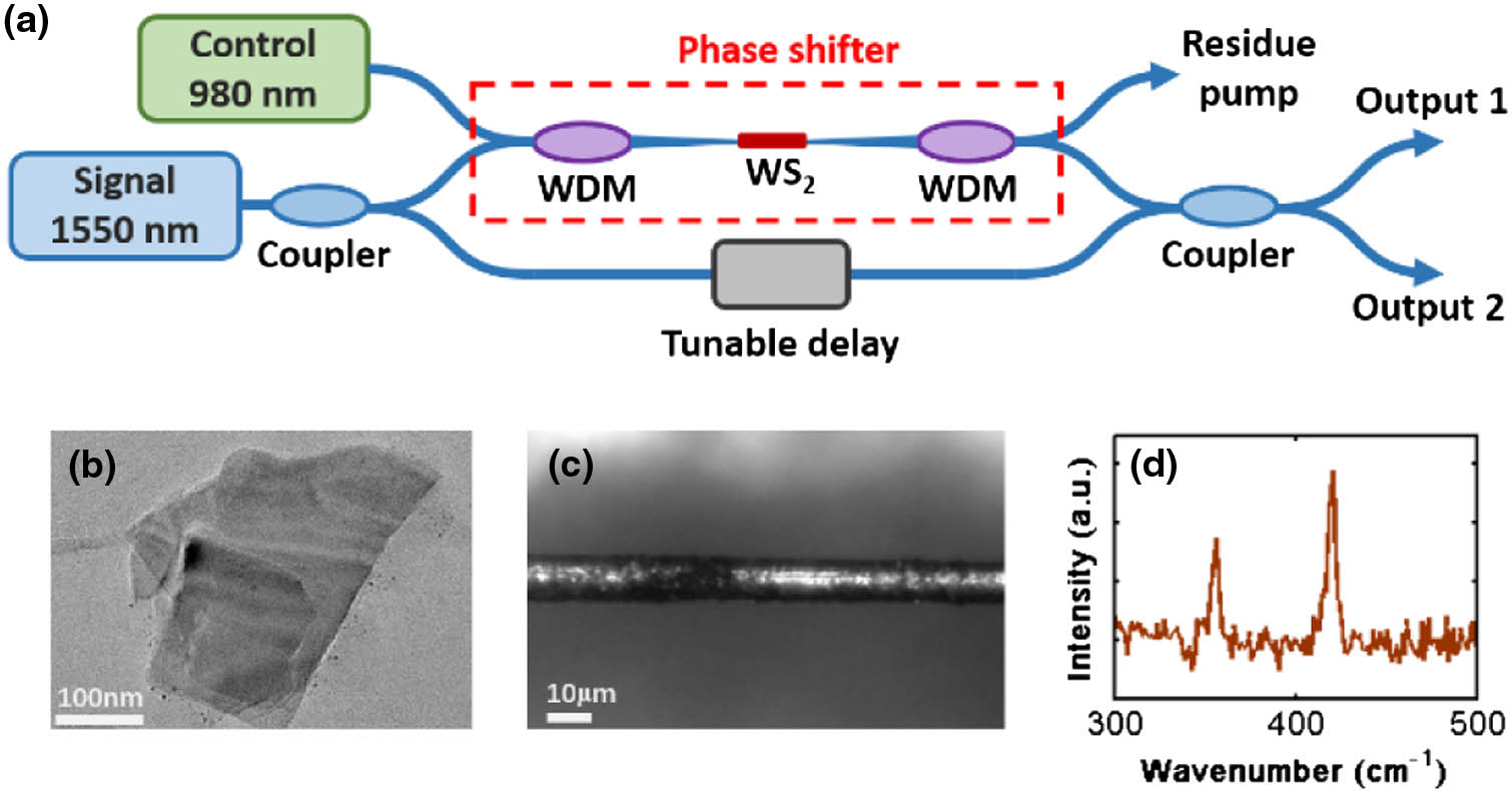 (a) All-optical phase shifter and switch based on WS2-deposited tapered fiber. (b) TEM image of WS2 nanosheets. (c) Microscopic image of WS2-deposited tapered fiber. (d) Raman spectrum of WS2-deposited tapered fiber. Adapted with permission from Ref. [39].