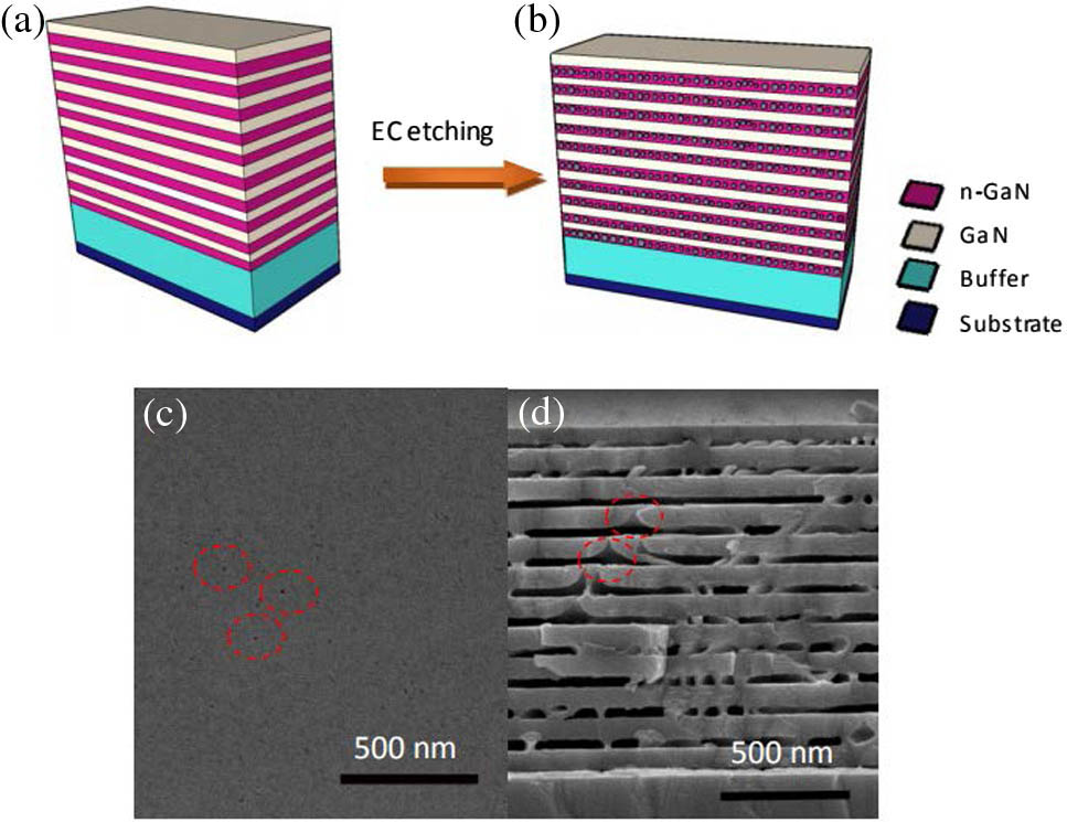 (a),(b) Schematic for the fabrication of a highly reflective NP-GaN DBR mirror. (a) Epitaxial growth of λ/4 GaN/n-GaN structures; (b) EC etching to form NP-GaN DBR mirror; (c) top view and (d) cross-sectional SEM images of an NP-GaN DBR sample. The dotted circles imply the position where the undoped GaN layers have been etched due to the vertical etching component in the EC porosification process.
