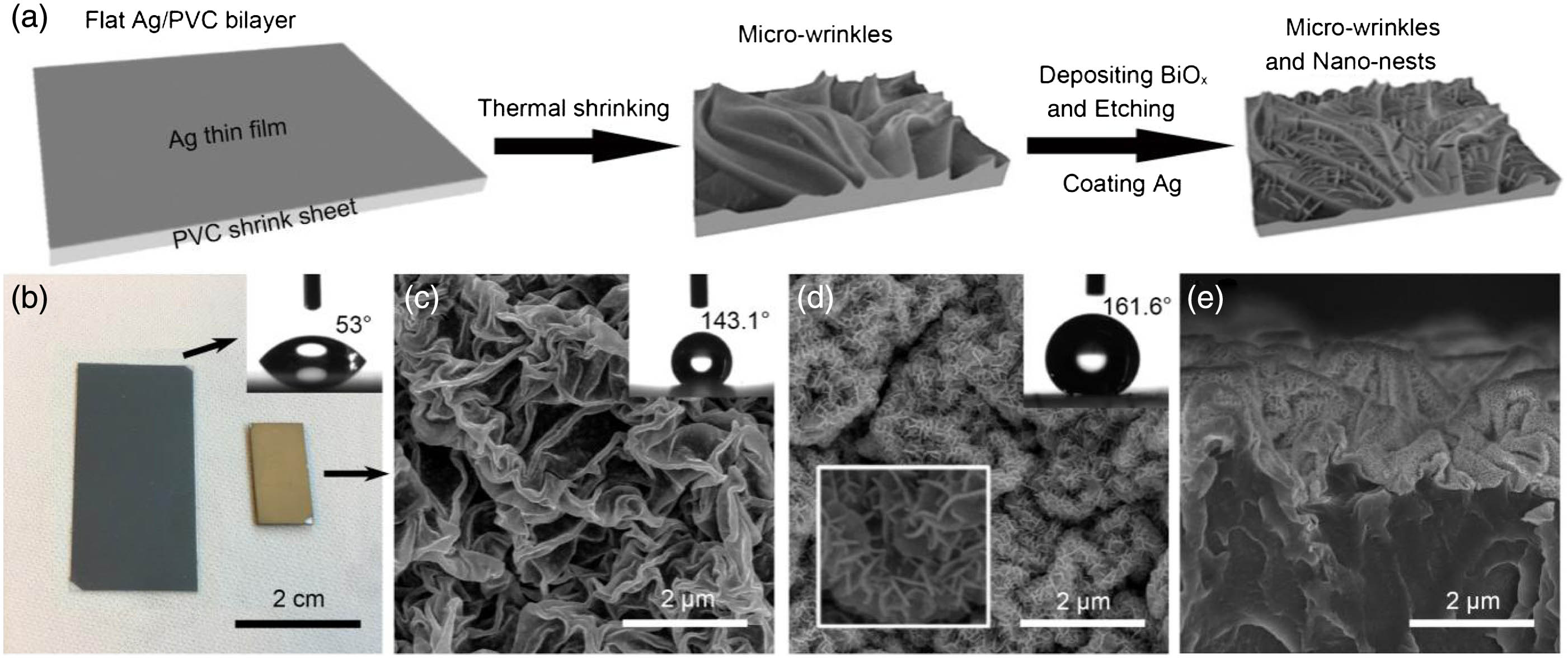 (a) Fabrication procedure of the bionic SERS chip with micro-wrinkles and nano-nests dual structure. (b) Optical photograph of Ag/PVC bilayers before (left) and after (right) thermal shrinking. Inset: CA of the flat sample. (c) SEM image of the micro-wrinkled structure. Inset: CA of the sample with micro-wrinkles. (d) SEM image of the dual structure with micro-wrinkles and nano-nests. Inset (top right): CA of the sample with dual structure. Inset (down left): magnified SEM image of nano-nests. (e) Cross-sectional SEM image of the bionic SERS chip with dual structure.