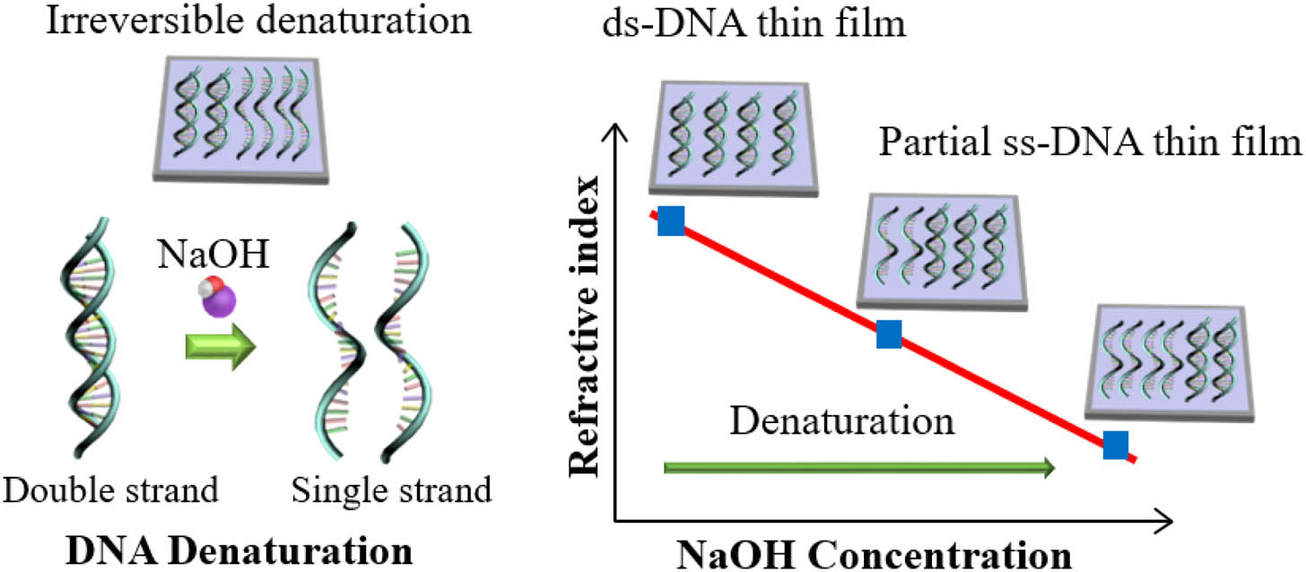 Schematic diagram to control the refractive index of DNA thin solid film by denaturation. Denaturation is activated by adding NaOH in DNA aqueous solution precursors, which is irreversibly immobilized in thin solid film to change the refractive index (ds, double stranded; ss, single stranded).