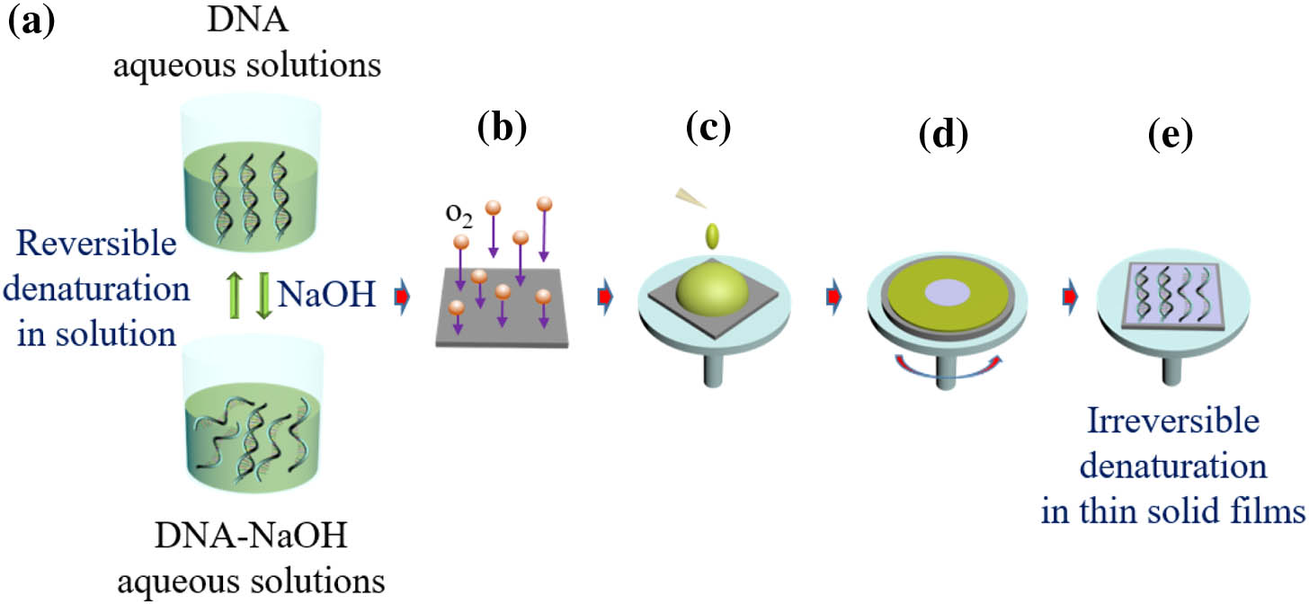 DNA thin solid film fabrication process. (a) DNA aqueous solution and DNA-NaOH aqueous solution where the denaturation is reversible. (b) O2 plasma treatment on Si/SiO2 substrate to make hydrophilic surfaces. (c) Dispensing aqueous solution precursors on the substrate. (d) Spinning and solidification by water evaporation. (e) Single-stranded DNAs are maintained in the thin solid film to achieve the irreversible denaturation.