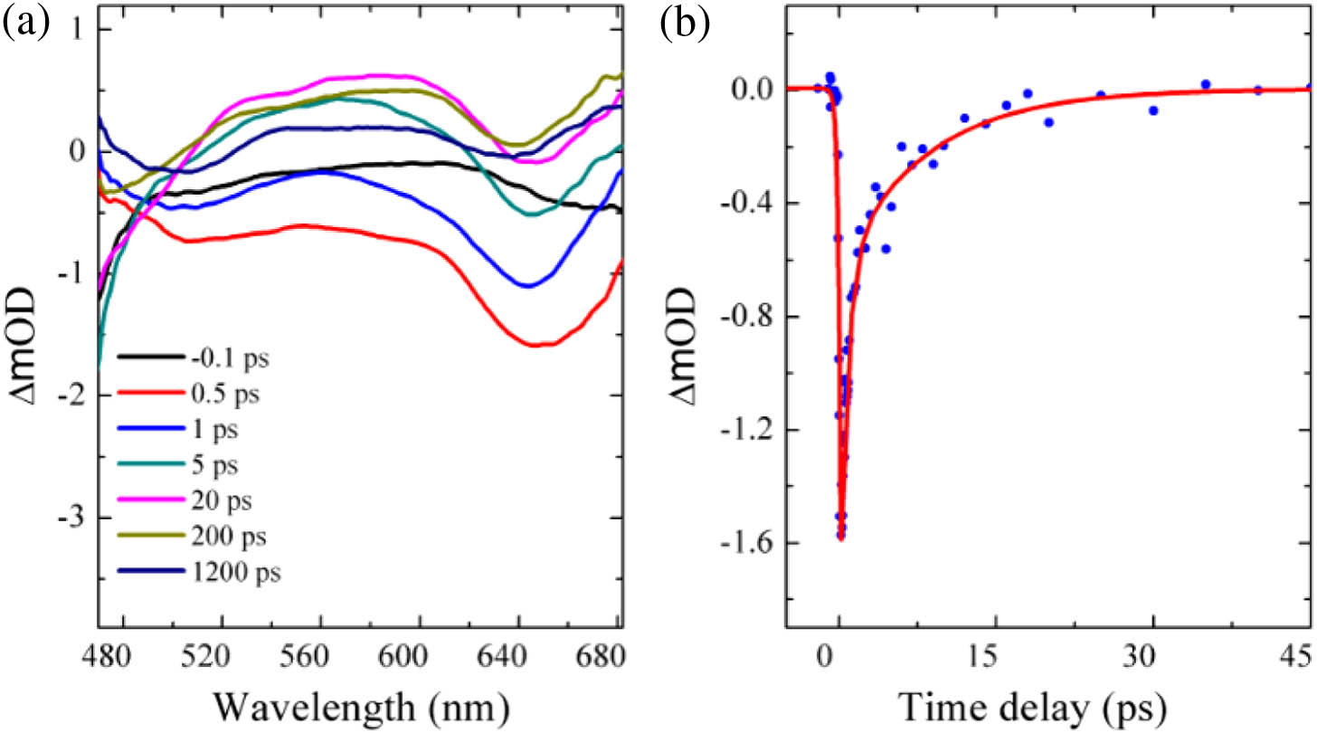 Ultrafast dynamic process of the Ti3C2Tx sample. (a) Transient absorption curve of the sample and (b) photodynamic curve of the sample.