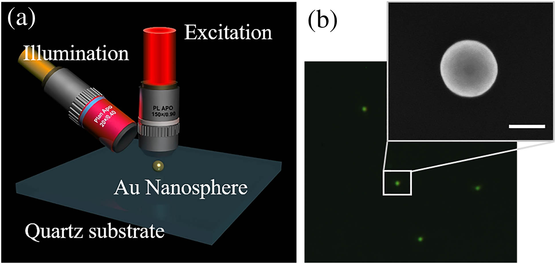 (a) Schematic of electric dipole excitation in Au nanospheres with a backscattering configuration where the excitation is focused onto the sample via a 150× objective and white light is focused through a 20× objective as the side illumination of dark field setup. (b) Dark-field image of Au nanospheres with a radius of 80 nm and a typical zoom-in SEM image, where the scale bar is 100 nm.