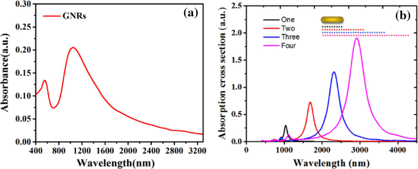 (a) Absorption spectrum of GNRs from 400 to 3200 nm. (b) The FDTD simulation results of the absorption cross section of one, two, three, and four GNRs concatenated.