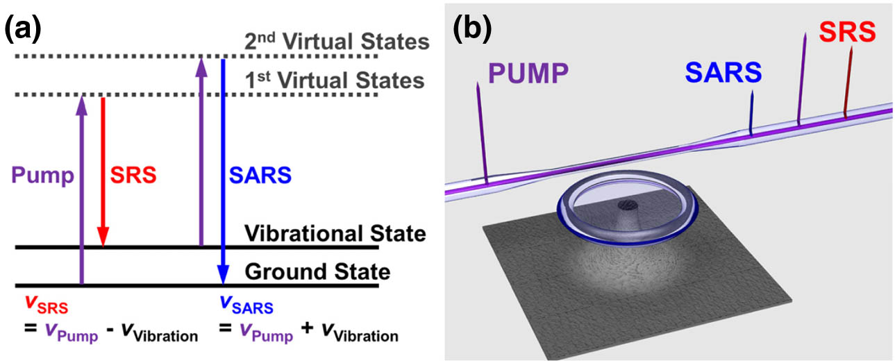 (a) Energy level diagram of redshifted SRS and blueshifted SARS with the vibrational state of the gain medium. νPump, νSRS, νSARS, and νVibration correspond to the frequencies of pump, SRS, SARS, and vibrational optical phonon, respectively. (b) Schematic image of generated SRS (red) and SARS (blue) with pump (purple) in on-chip metal-doped silica hybrid toroid resonator with tapered optical fiber waveguide.