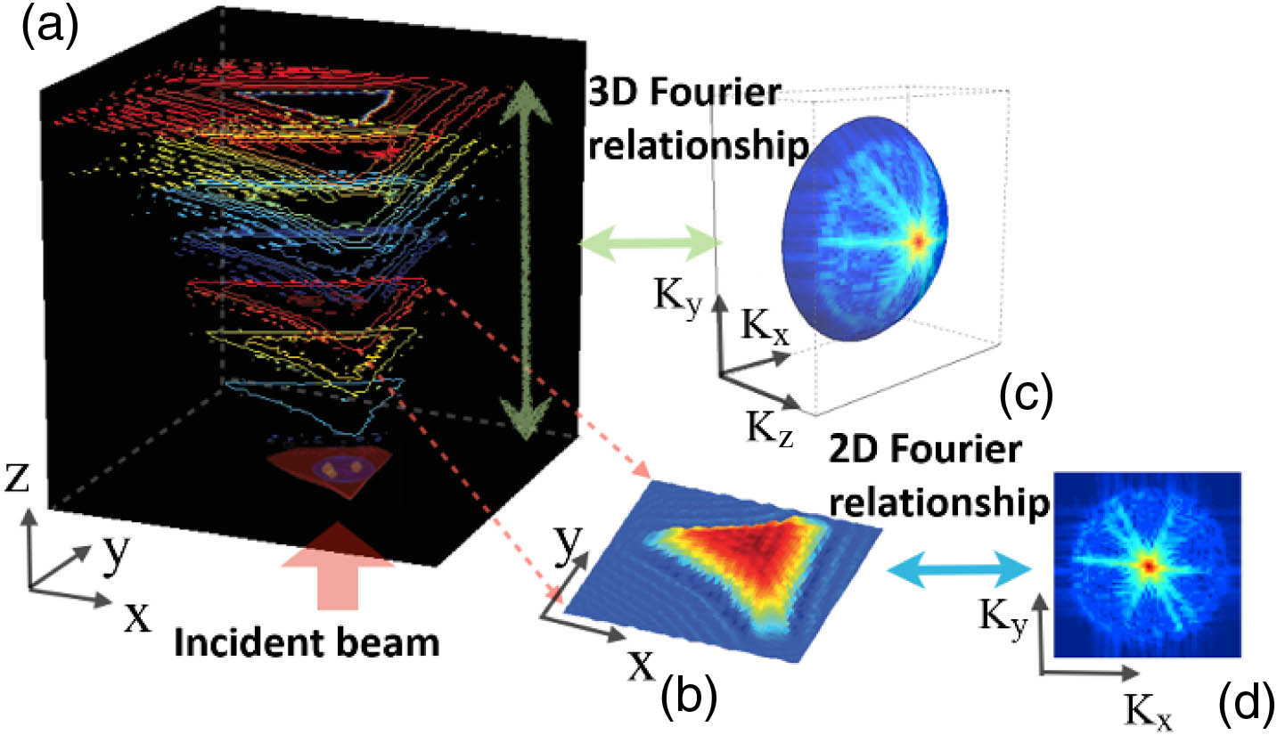 Comparison of the 2D and 3D diffracted field using Fourier relationship. (a) 3D light field of a cell, shown as different planes of wavefront information; (b) 2D light field of a cell extracted from (a); (c) 3D and (d) 2D Fourier spectrum of the light fields. Under Fourier operation, a “slice” of the diffracted field results in a 2D spectrum as shown in (d), whereas the entire volumetric diffracted field results in a 3D “spherical cap,” as shown in (c).