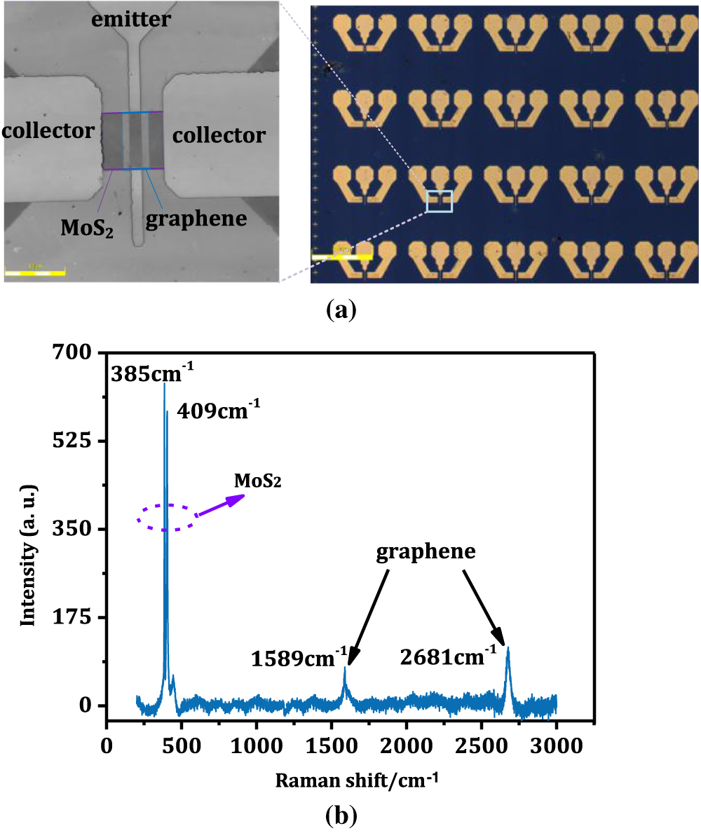 (a) Optical microscope image of the phototransistor device array and the grayscale image of a device. (b) Raman spectrum of the graphene/MoS2 heterojunction under excitation by a 532 nm laser.